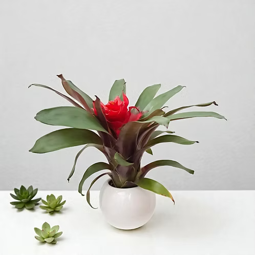 Jardín Bromelia Mariposa