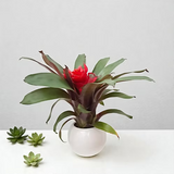 Jardín Bromelia Mariposa