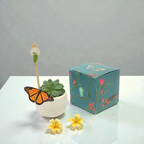Jardín Suculenta Mariposa
